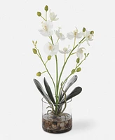 Uttermost Glory Orchid