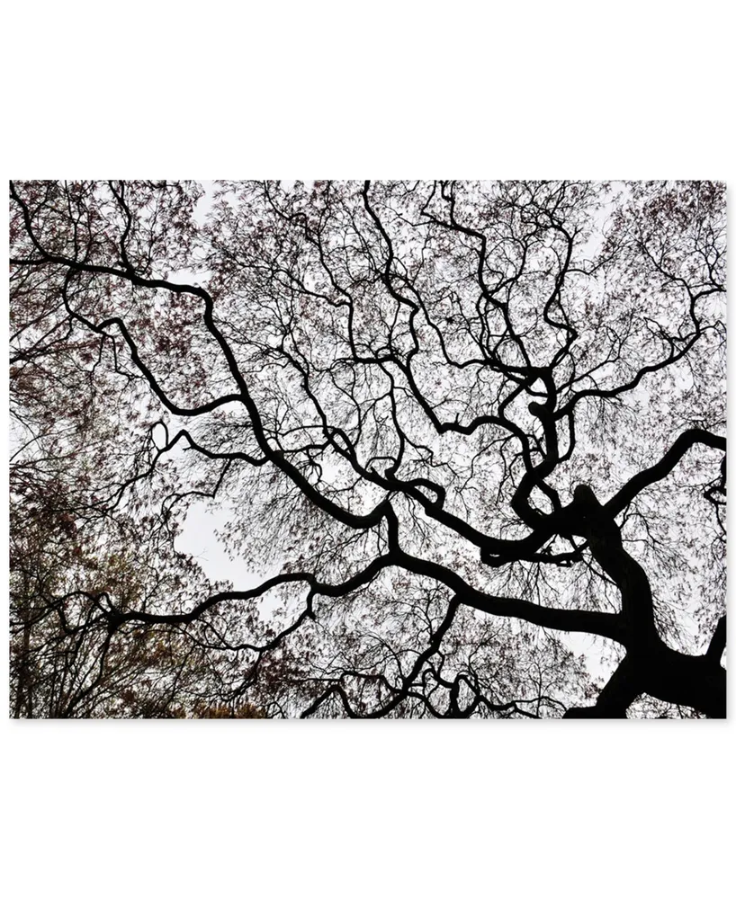 Kurt Shaffer 'Japanese Maple Spring Abstract Ii' Canvas Art