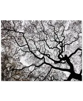 Kurt Shaffer 'Japanese Maple Spring Abstract Ii' Canvas Art