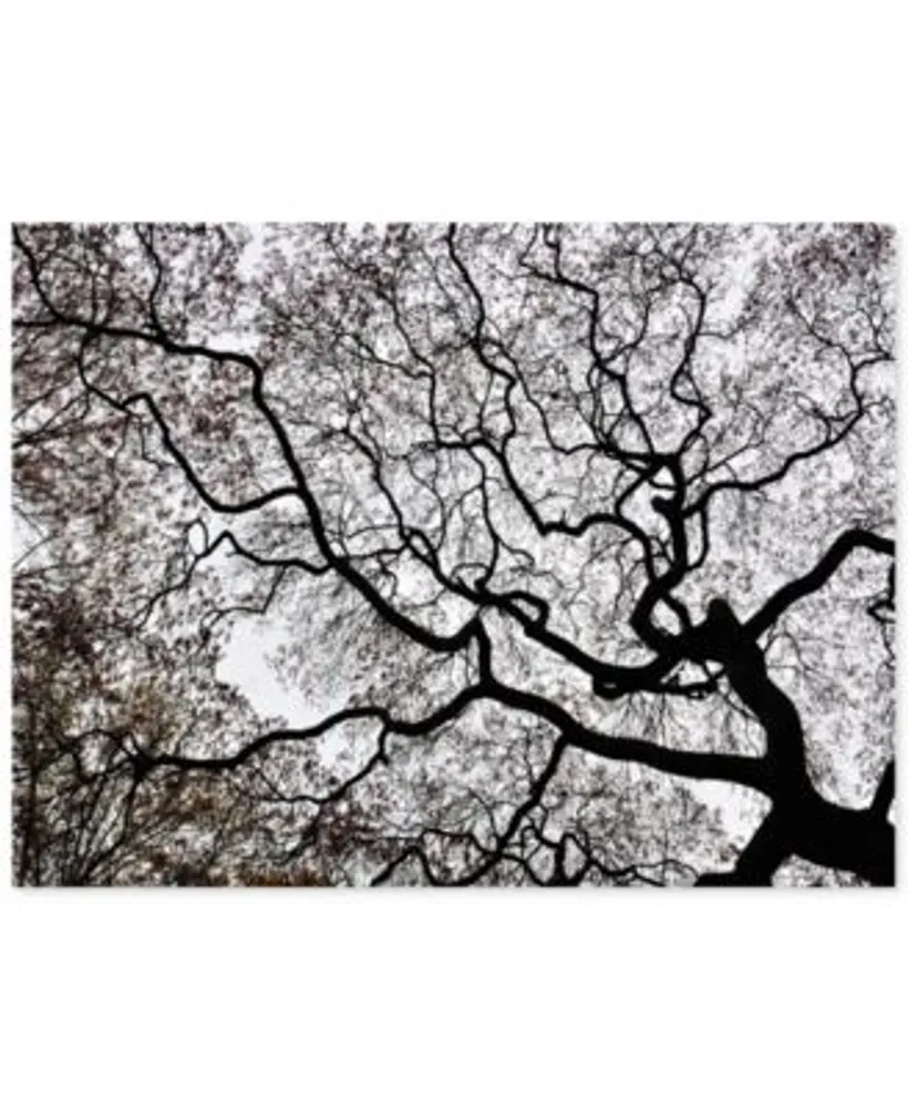 Japanese Maple Spring Abstract Ii Canvas Art By Kurt Shaffer Collection