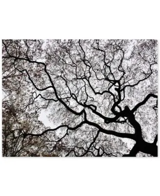 Japanese Maple Spring Abstract Ii Canvas Art By Kurt Shaffer Collection
