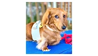 PoisePup Pet Dog Harness