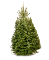 International Christmas Innovation Fresh Cut Real Christmas Tree Douglas Fir 4'-5'