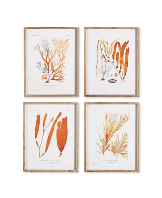 Napa Home & Garden Coral Reef Study Set of 4