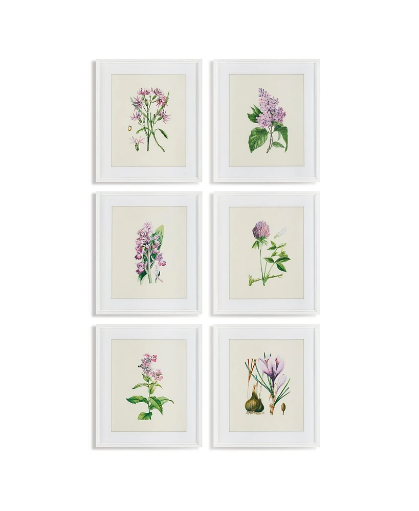 Flower Study Prints, Set Of 6