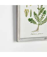 Perennial Botanical Study, Set Of 6 Wall Art