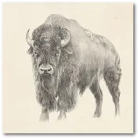 Courtside Market Western Bison Study Gallery-Wrapped Canvas Wall Art