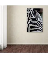 Robert Harding Picture Library 'Zebras' Canvas Art - 19" x 12" x 2"