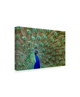Galloimages Online 'Peacock Proud' Canvas Art - 47" x 30"