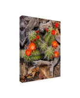 Michael Blanchette Photography 'Claret Cup Cactus' Canvas Art