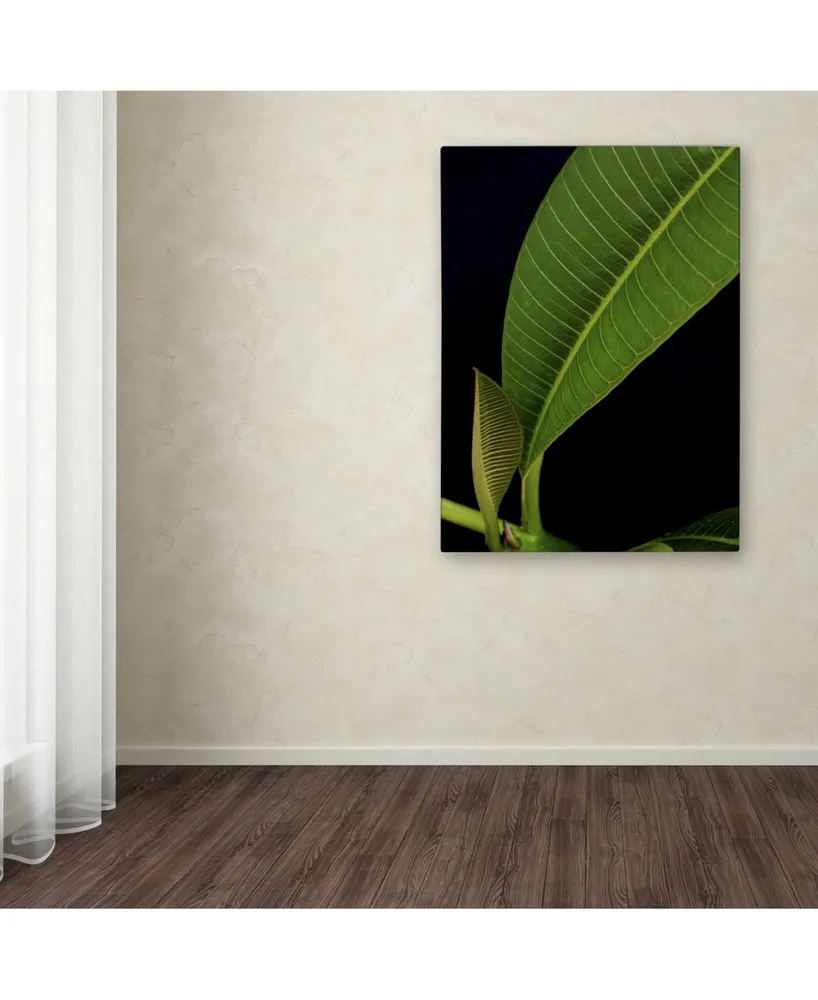 Kurt Shaffer 'Plumeria Leaf Abstract' Canvas Art - 24" x 32"