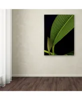 Kurt Shaffer 'Plumeria Leaf Abstract' Canvas Art - 24" x 32"