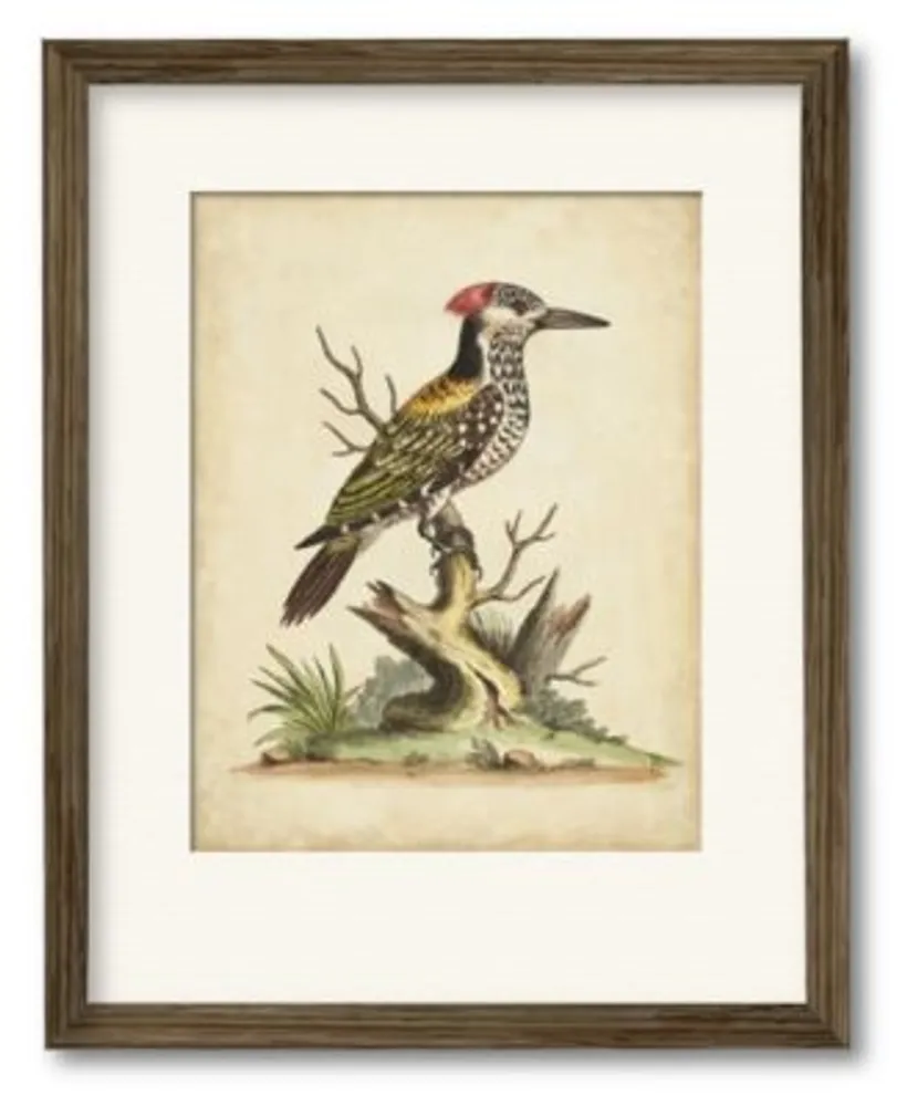 Courtside Market Edwards Woodpecker Framed Matted Art Collection