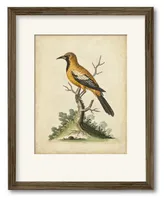 Courtside Market Edwards Gold Finch 16" x 20" Framed and Matted Art