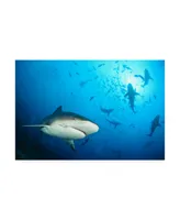 Alexander Safonov Beqa Shark Labs Canvas Art - 15" x 20"