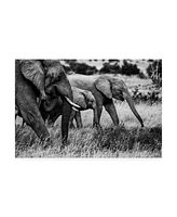 Vedran Vidak Elephant Family Amboseli Canvas Art