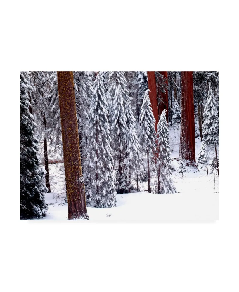 Monte Nagler Pines in Winter California Canvas Art - 15" x 20"