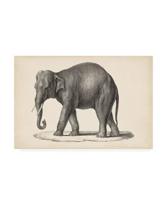 Brodtmann Brodtmann Elephant Canvas Art