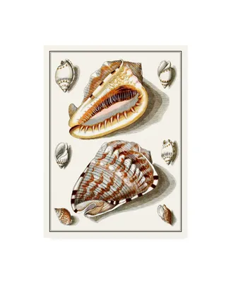 Vision Studio Collected Shells Iv Canvas Art