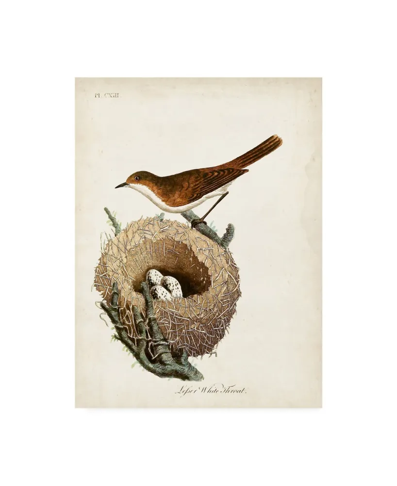 John Latham Lesser White Throat and Nest Canvas Art