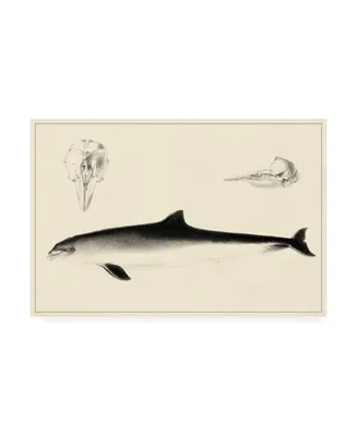 Unknown Antique Dolphin Study Ii Canvas Art