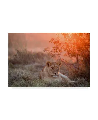 Alessandro Catta Sunset Lioness Canvas Art