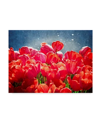 Rachel Perry Fuchsia Tulips I Canvas Art - 20" x 25"