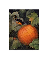 Marcia Matcham Oriole and Pumpkin Canvas Art