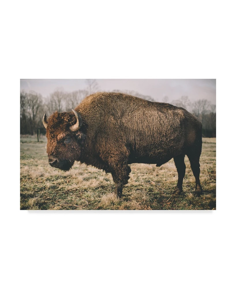 Adam Mead Solitary Bison Iv Canvas Art - 37" x 49"