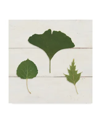 Wild Apple Portfolio Leaf Chart Iv Shiplap Canvas Art