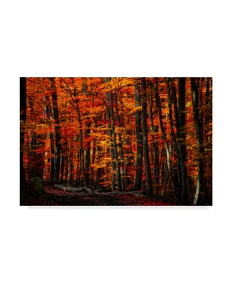 Philippe Sainte-Laudy Forest Density Canvas Art