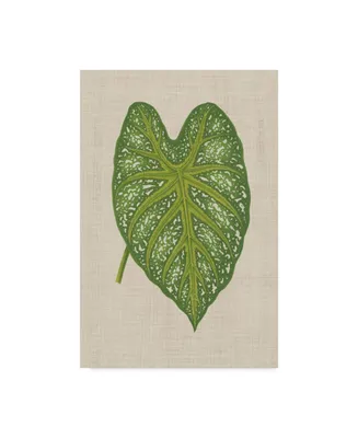 Unknown Leaves on Linen I Canvas Art