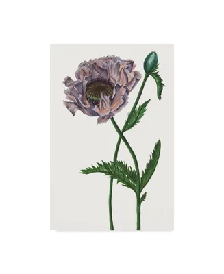 Melissa Wang Poppy Flower Iv Canvas Art