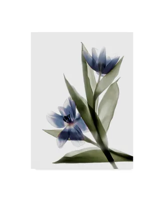 Judy Stalus Xray Tulip Vi Canvas Art - 15" x 20"