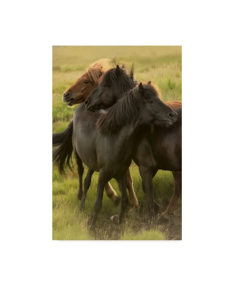 Danny Head Play Time Horses Canvas Art