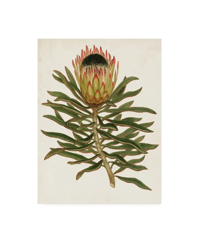 Unknown Antique Protea Vi Canvas Art - 15" x 20"