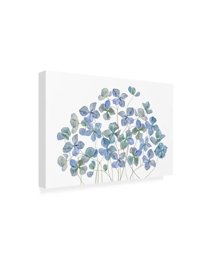 Mandy Disher Hydrangea Blue Canvas Art