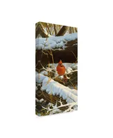 Michael Budden Winter Playground Cardinal Canvas Art - 15" x 20"