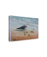 Patrick Sullivan 1 Seagull Canvas Art