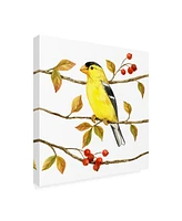 Jane Maday Birds and Berries Ii Canvas Art - 36.5" x 48"