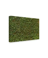 1X Prints Green Ivy Leaves Wall Canvas Art