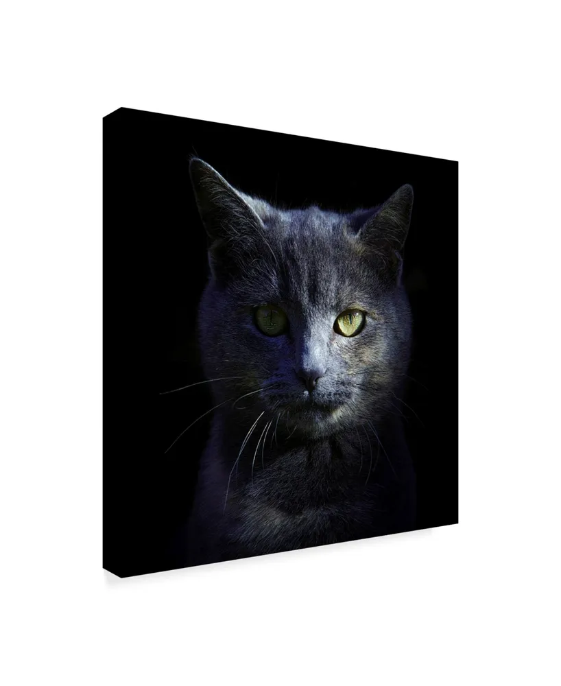 Alain Gillet Blue Cat Canvas Art