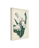 Curtis Ivory Garden Iv Canvas Art - 15" x 20"