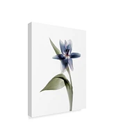 Judy Stalus Xray Tulip Vii Canvas Art - 20" x 25"