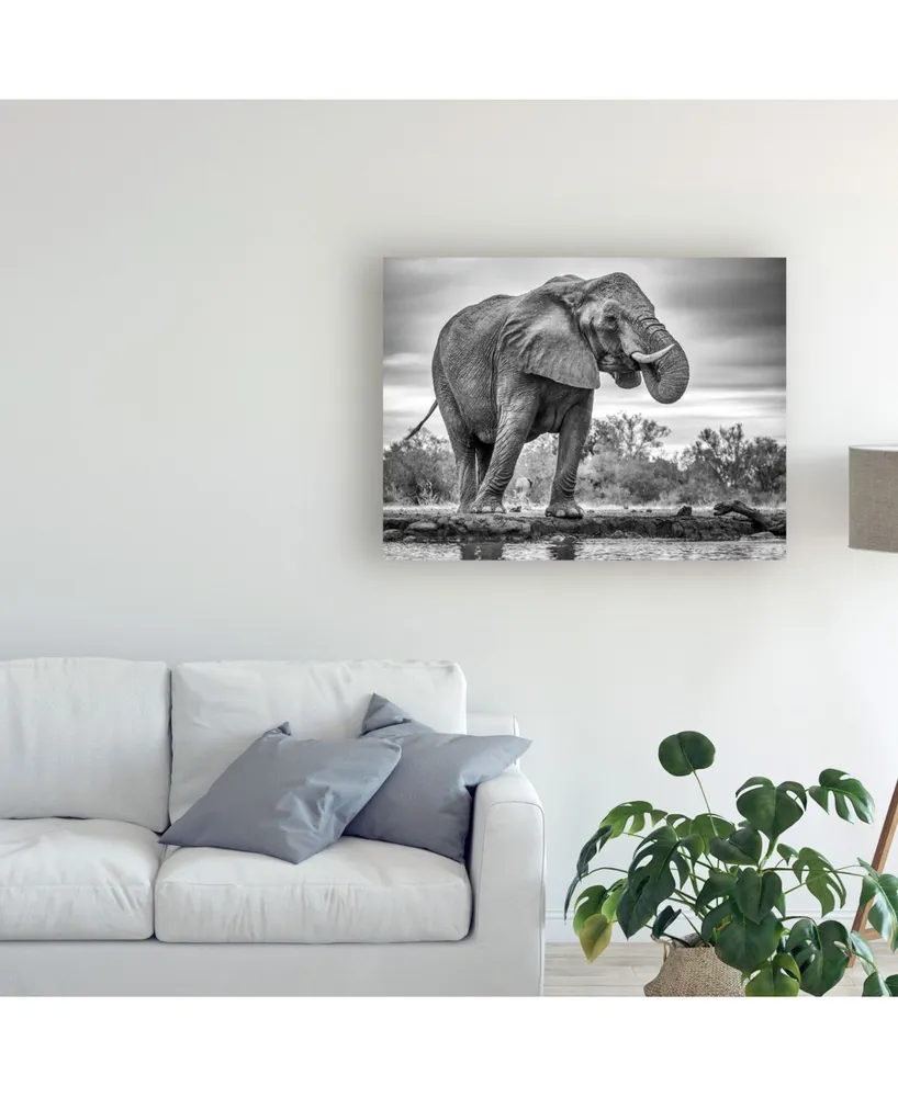 Jaco Marx Standing Proud Elephant Canvas Art - 20" x 25"