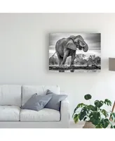 Jaco Marx Standing Proud Elephant Canvas Art - 20" x 25"