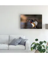 Verdon Soft Landing Duck Canvas Art - 15" x 20"