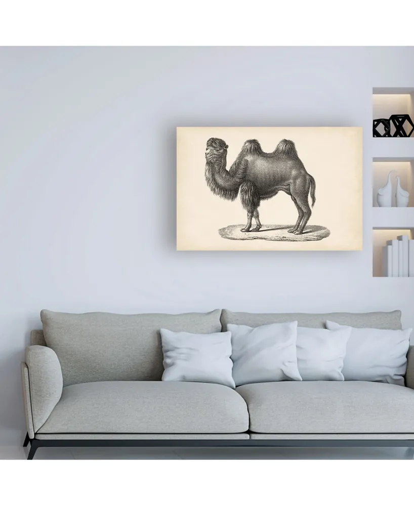 Brodtmann Brodtmann Camel Canvas Art