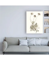 Vision Studio Neutral Botanical Study Viii Canvas Art - 36.5" x 48"