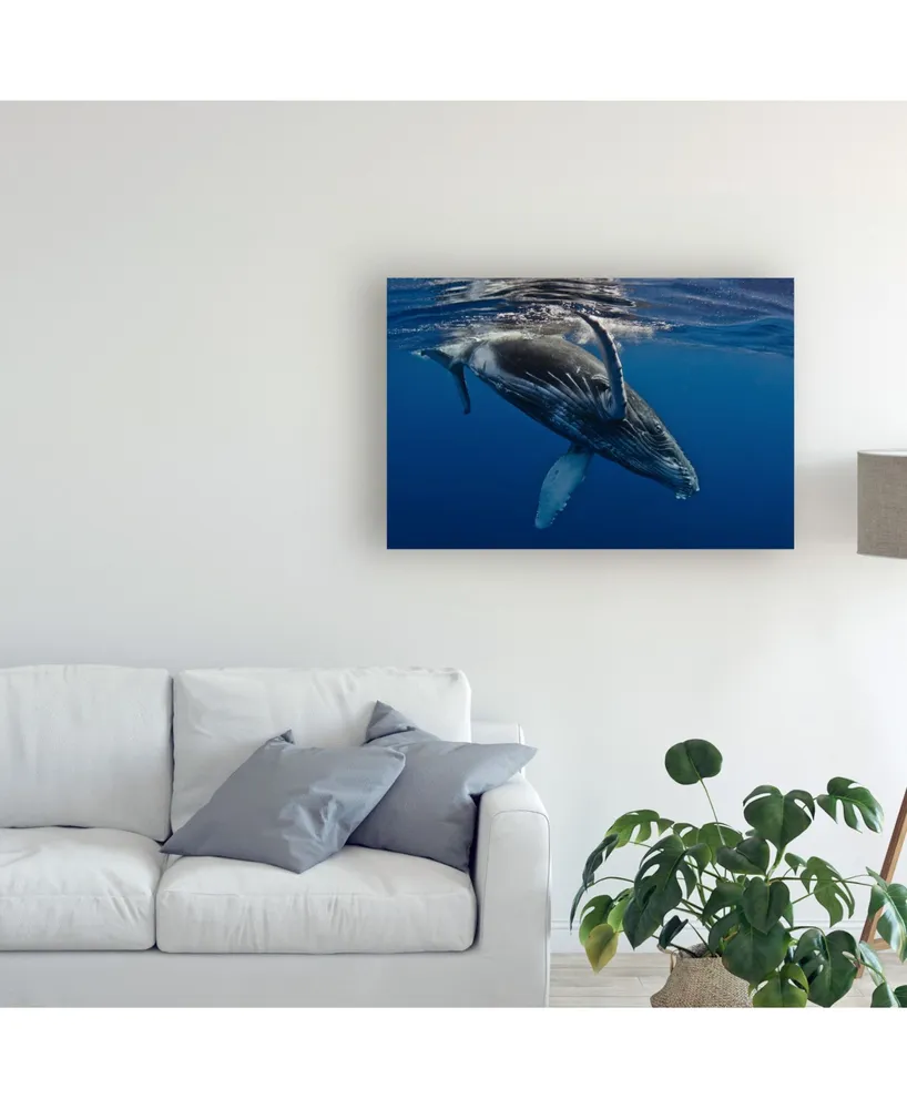 Cedric Peneau Humpback Whale Calf Reunion Island Canvas Art